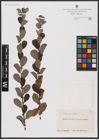 Foto von Salix aurita L.